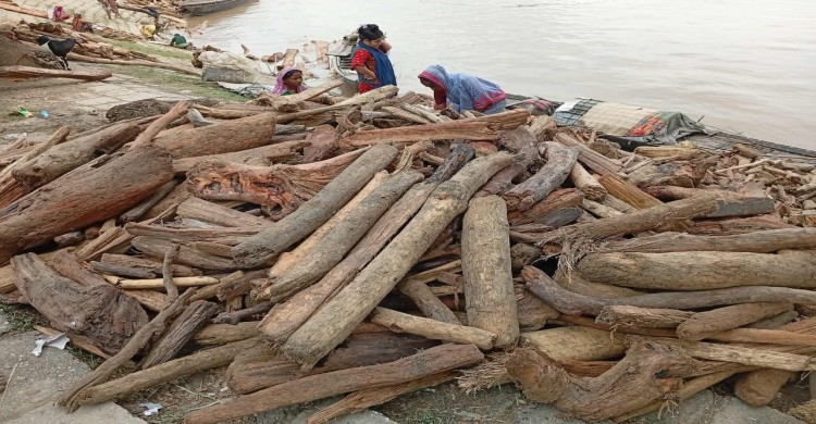ভারতের পাহাড়ি ঢলে কুড়িগ্রামে কাঠের স্রোত