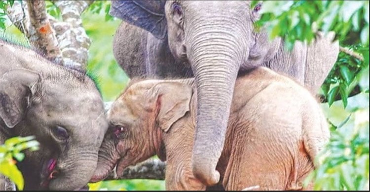 রাঙামাটিতে মারা গেল দেশের একমাত্র গোলাপি হাতি শাবক, পাহাড়ায় মা হাতি